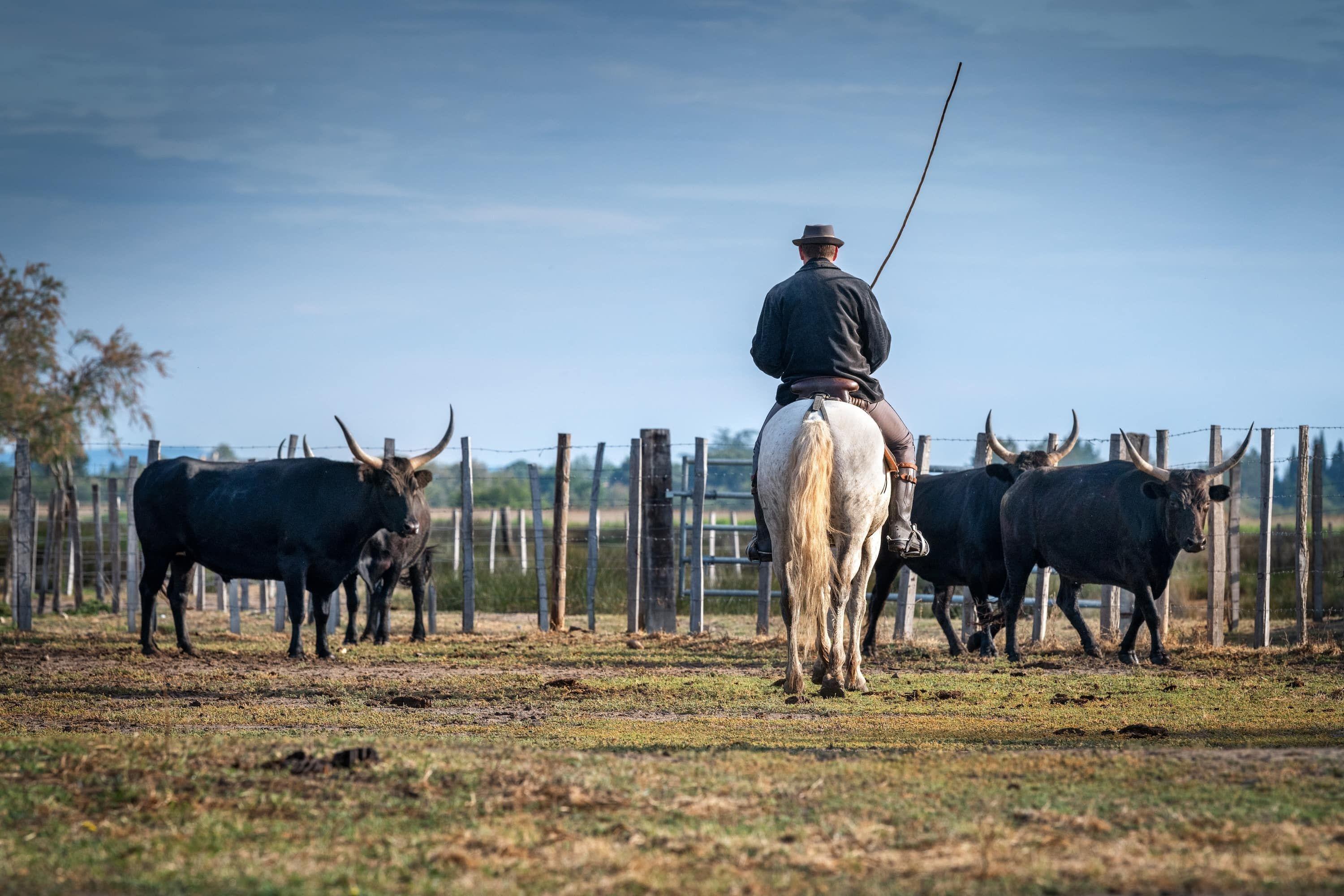 Manade en camargue