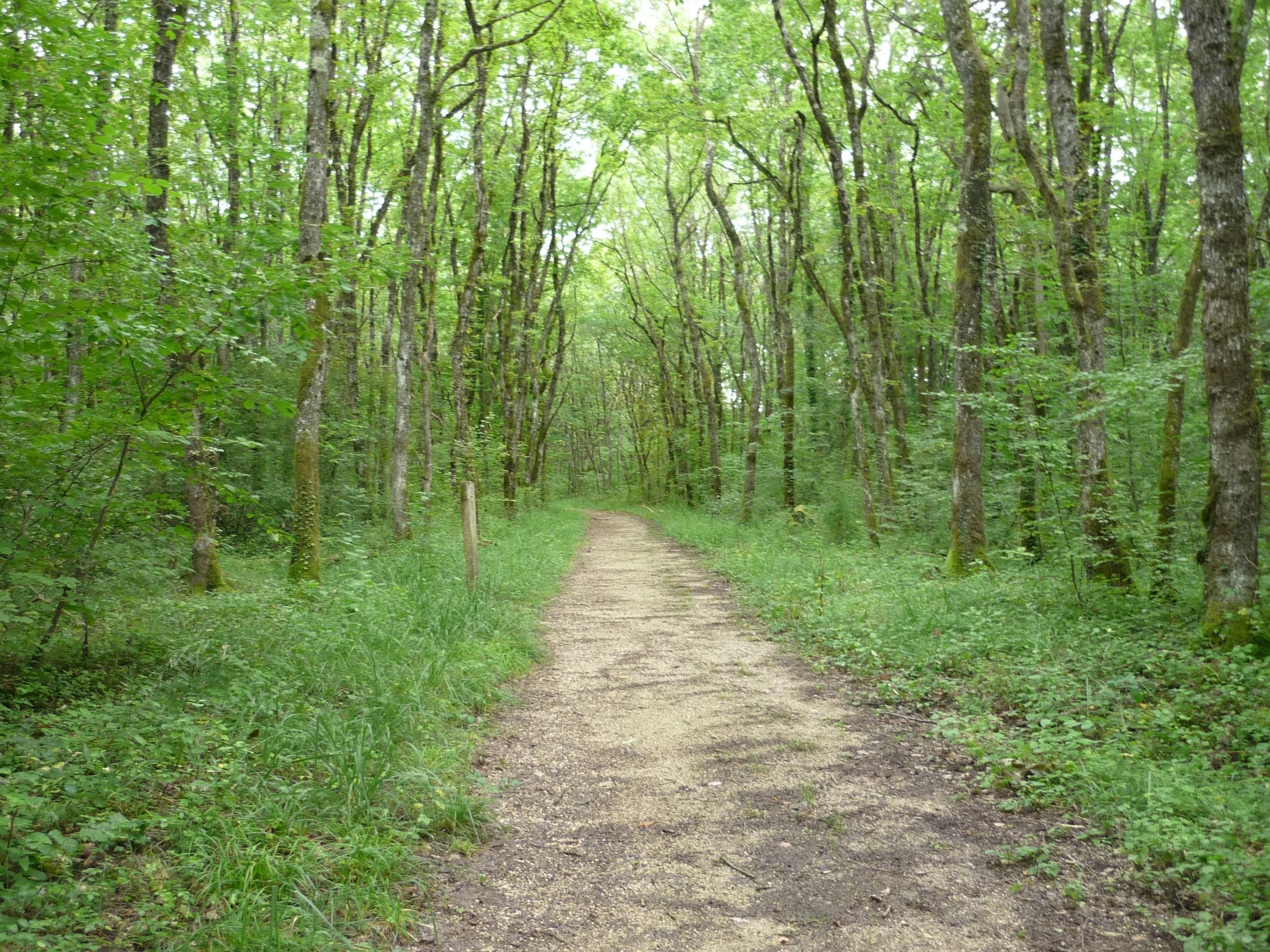 Via Rhône dans un bois